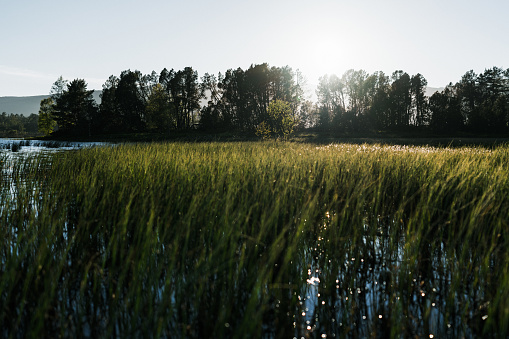 Bright green reeds reflected in a lake. It was a nice lake. I imagine it still is.