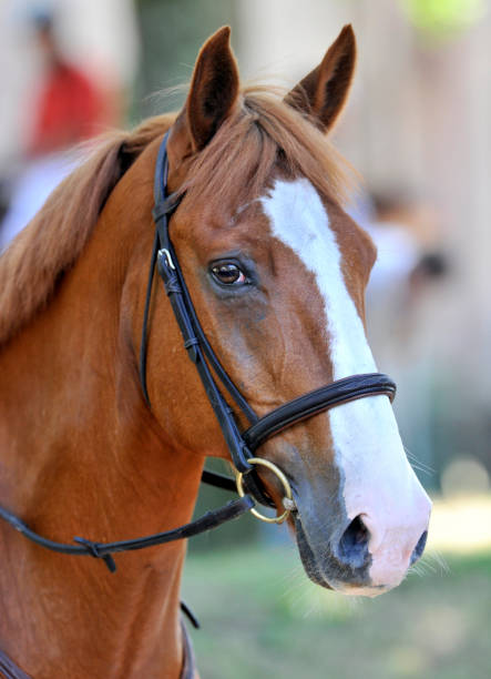 istock horse portrait 1607074066