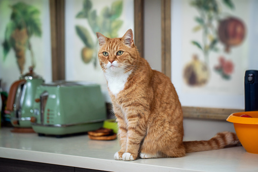 Red cat sitting on the kitchen table