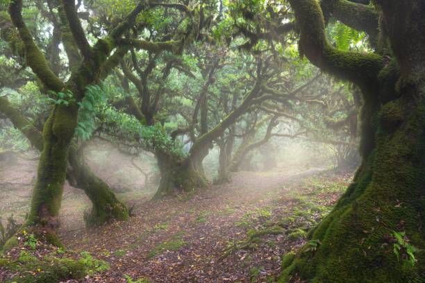 istock Cloud formation in Brazilian amazon rainforest during monsoon wet season with treetops sticking out of abundant woods on a mountain slope. Climate change and natural phenomenon concept. Misty jungle 1607126531