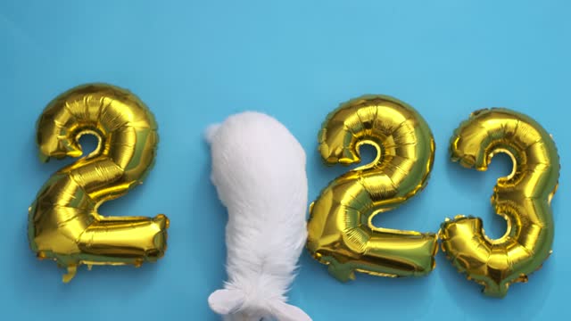flat lay inflatable golden balloons in the form of numbers 2023 on blue background. Year of the rabbit. White rabbit instead of zero. Happy New Year. greeting card