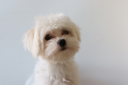 Small and white maltese terrier isolated on white background and copyspace.
