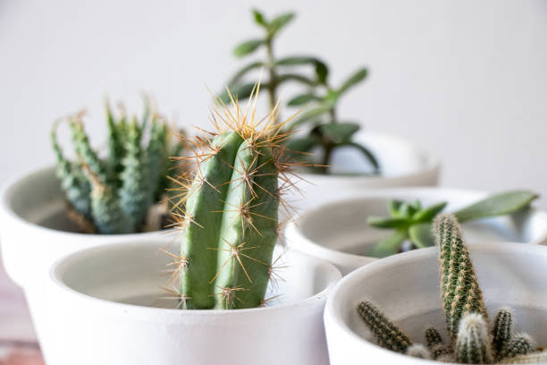 Selective Focus Succulent Flowering Houseplant Pots Mini Garden Background