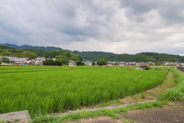 istock Scenery of rice paddies in midsummer 1607136100
