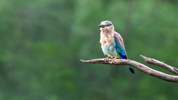 The Indian roller (Coracias benghalensis) The Indian roller (Coracias benghalensis) coracias benghalensis stock pictures, royalty-free photos & images