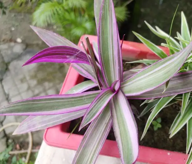 Photo of Garden foliage plant- Rhoeo spathacea. Commonly known as tricolor rhoeo. Foliage features purple undersides with hues of light pink, white and green on top. Perennial evergreen. Used in decoration