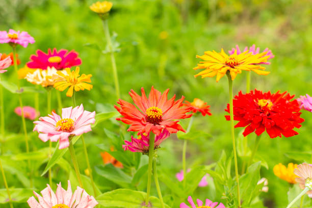 istock Colorful zinnia flowers 1607145077