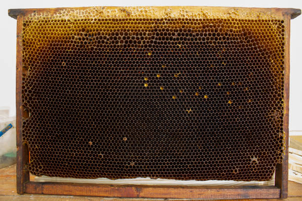 istock Dark frame with honeycombs. Old beehive for recycling. 1607154833