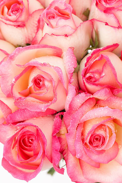 pink nicole rose stock photo