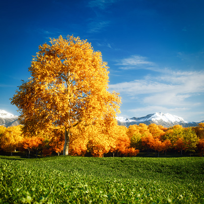 Digitally generated idyllic and tranquil scene depicting a lonely American beech tree, fresh green meadow, blue calm sky, vividly autumn colored deciduous forest and snowcapped mountains in the background.

The scene was created in Autodesk® 3ds Max 2024 with V-Ray 6 and rendered with photorealistic shaders and lighting in Chaos® Vantage with some post-production added.