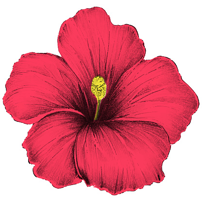 Hibiscus simple drawing illustration, solid coloring