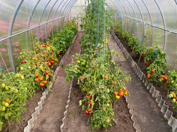 istock growing tomatoes in a greenhouse 1607201142