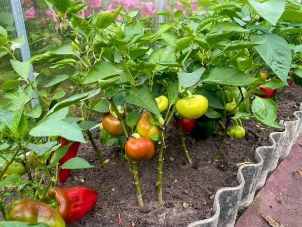 istock growing sweet peppers in a greenhouse 1607201254
