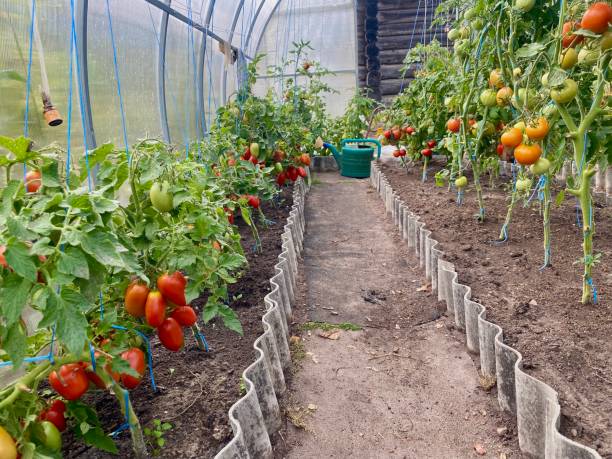 growing tomatoes in a greenhouse