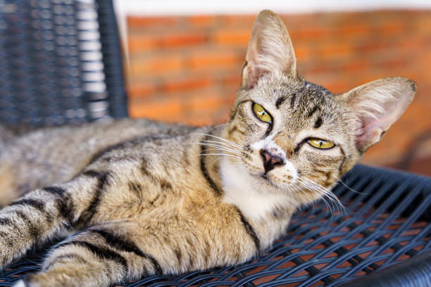 gatinho gato marrom deitado em uma cadeira no jardim ou fora de casa. - cute animal asia brown - fotografias e filmes do acervo