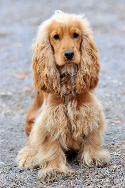 istock companion dog 1607216822