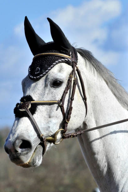 istock horse portrait 1607218349