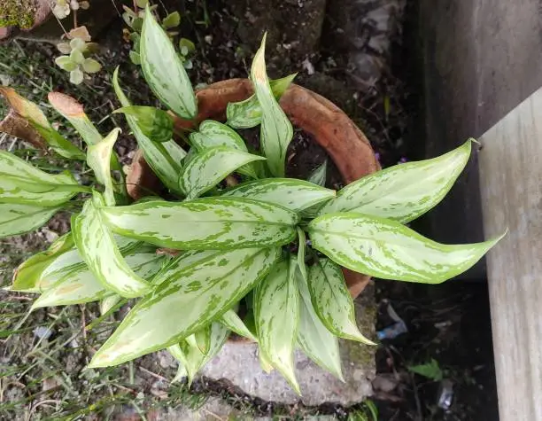 Photo of Silver queen has attractive, silvery-green, lance shaped leaves. The marbled darker green colour allows this Chinese Evergreen to tolerate shade.