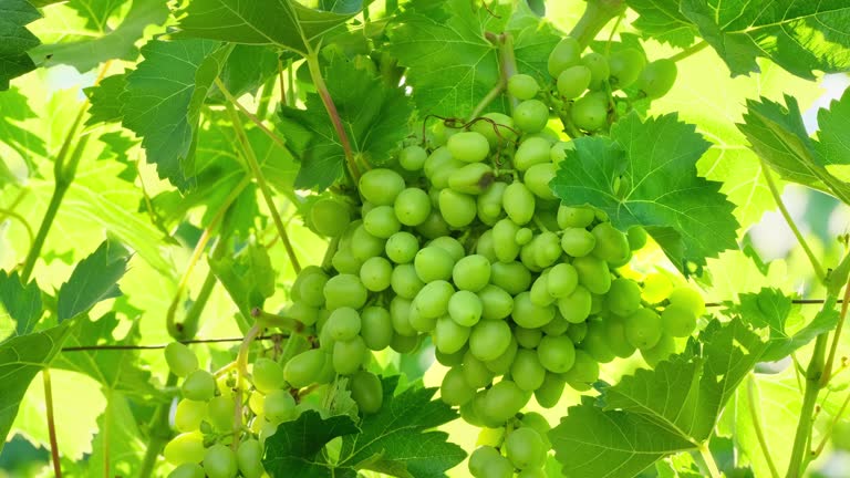 Bunch of unripe grapes growing on vine at a farm. Closeup of white grapes on vine in bright sunlight. Green grapes bunch. Grape fruit in garden outdoors swinging in the wind slow motion