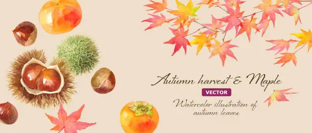 Vector illustration of A taste of autumn. Autumn image banner background composed of persimmons, chestnuts and autumn leaves. watercolor illustration. (Vector. Layout changeable)