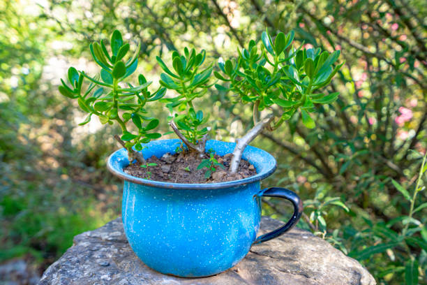 istock blue chamber pot with handle serving as a pot with sand and plants 1607225523