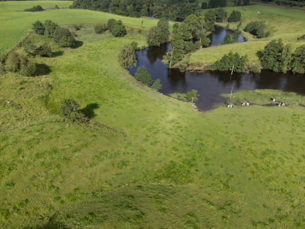 istock Aerial, drone view of river, green fields, trees and cows. 1607232167