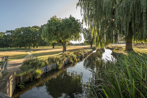 Bushy Park stream in Surrey with natures  August morning light