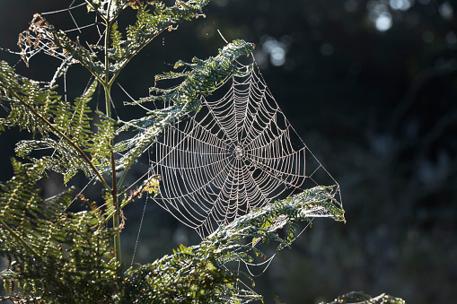Cobweb in the morning sun after a cold frosty night