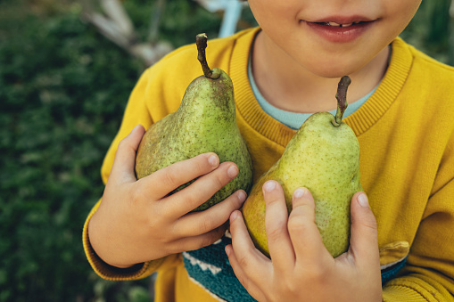 Cute little child holds ripe pears. Kid in garden explores plants, nature in autumn. Amazing scene. Harvest, childhood concept. High quality photo