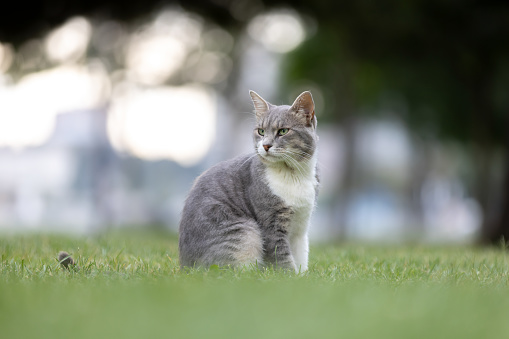 Gray stray cat is walking on the grass at public park.\nLocation : Istanbul - Turkey