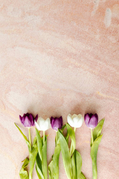 Fresh tulips isolated on pink background. Top view