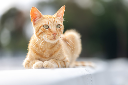 Ginger stray cat is sitting on Street wall.