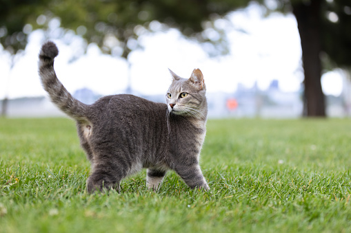 Gray stray cat is walking on the grass at public park.\nLocation : Istanbul - Turkey
