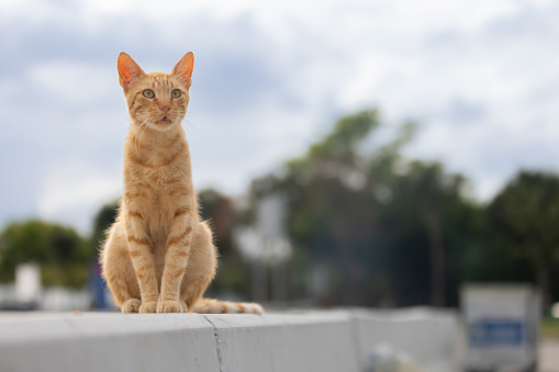 Ginger stray cat is sitting on Street wall.