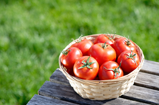 Close up of red freshly picked tomatoes on green grass. Gardening and agriculture.