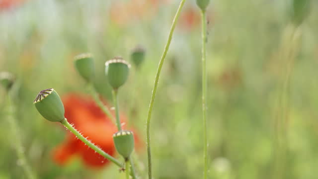 The red poppies on the field had already crumbled, and only the boxes with seeds remained. Close-up.