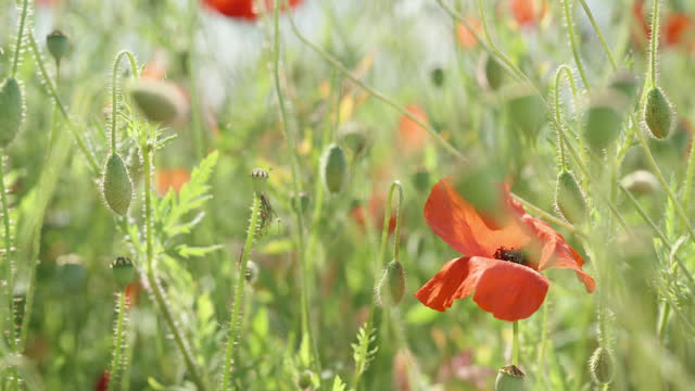 boxes of seeds and more red poppy flowers on the field, the focus shifts to the background.