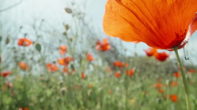 A clearing with red poppy flowers. against the background of the sun and the blue sky. Dolly slider extreme close-up.