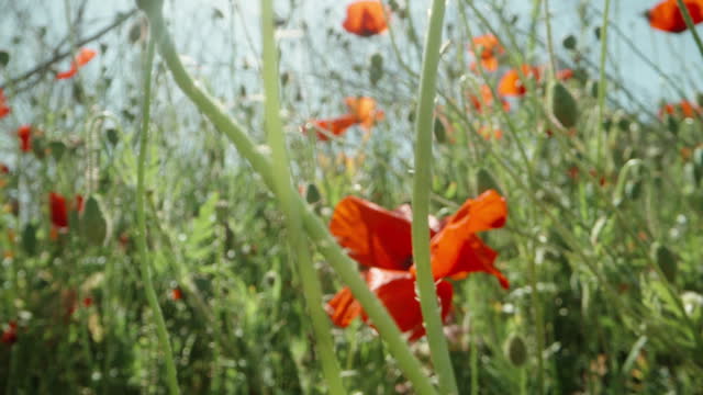 The camera slides through the red poppy flowers. Macro. Half of it has already crumbled