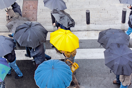 High angle view of group of people walking in city street on crosswalk, holding yellow and black open umbrellas, rainy day. Vitoria, Alava,  Basque country,  Spain.