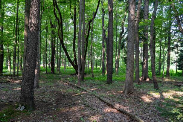 istock Idyllic scene of a forest-covered landscape 1607311364