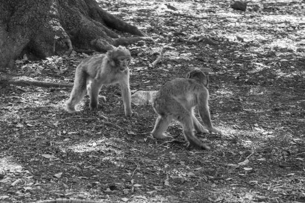 istock Two young Barbary Macaque monkeys, Macaca sylvanus, chasing and running after each other, Morocco 1607313070