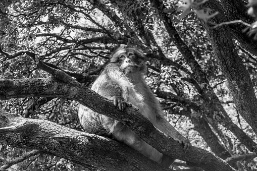 A wild barbary macaque monkey (Macaca sylvanus), sitting in a tree waiting for peanuts and food from tourists, in Morocco