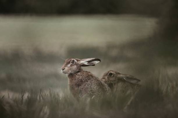 istock Closeup of two rabbits perched on grass in a field 1607318870