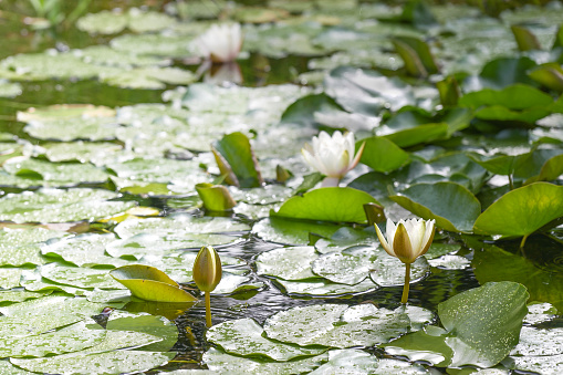Wild water lilies with white flowers and big green leaves with drops of summer rain in a pond, ecological environment in a natural landscape, copy space, selected focus, narrow depth of field