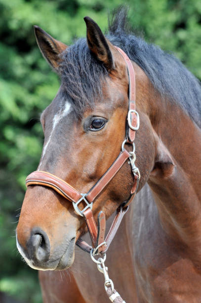 istock horse portrait 1607352695