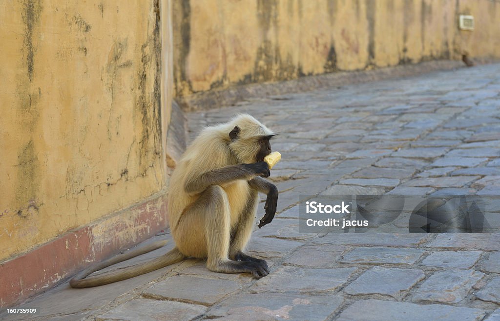 Monkey with ice cream Monkey sitting near a temple and eating ice cream given by tourists. Jaipur, India. Animal Stock Photo