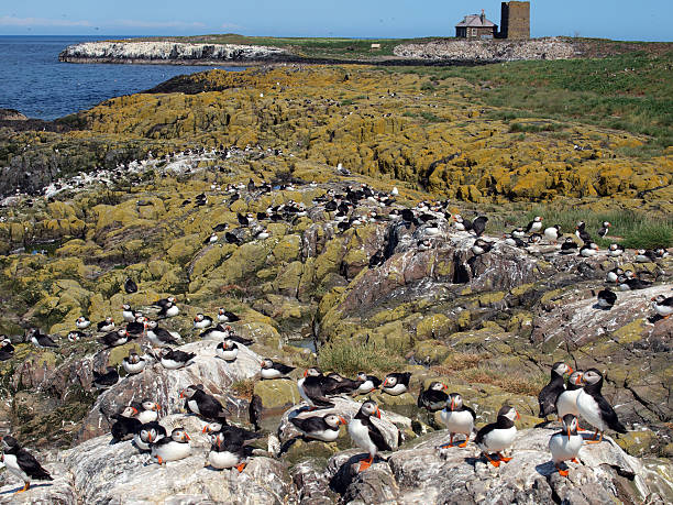 Puffin colony on the Farne Islands, Northumberland Puffins (Fratercula arctica) on the Farne Islands, Northumberland farne islands stock pictures, royalty-free photos & images