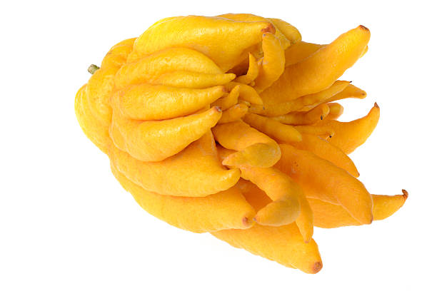 Buddha's hand fruit stock photo
