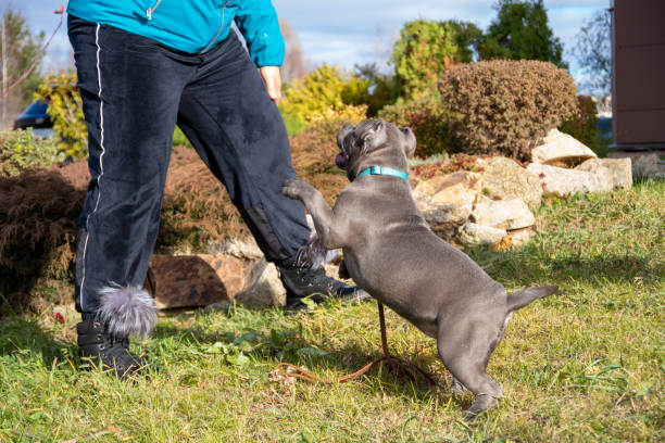 retrato de un cachorro american bully sentado junto al dueño, criador, manejador. camina con un perro por la calle. obediencia del perro - protection animal autumn close to fotografías e imágenes de stock